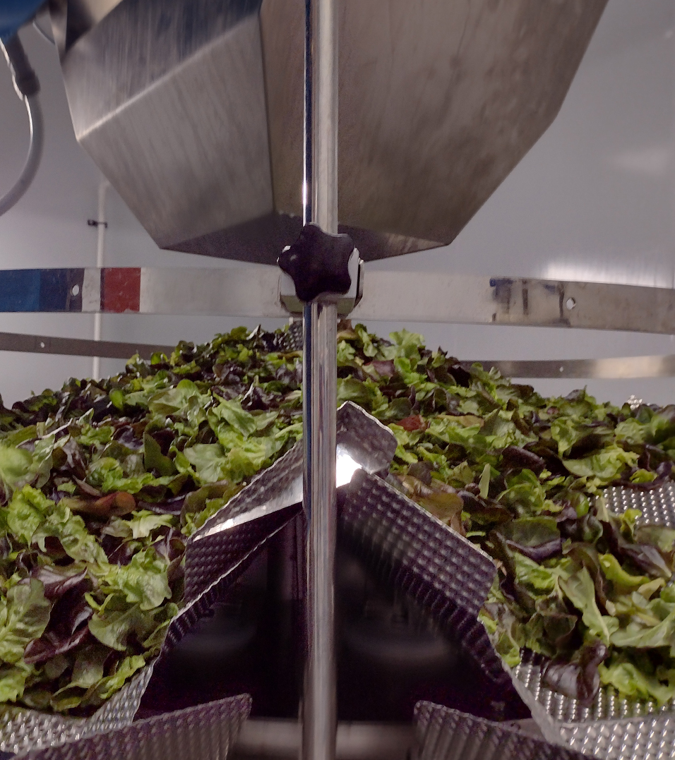 automated lettuce processing system for a food manufacturer